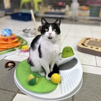 TOTORO, chat à adopter