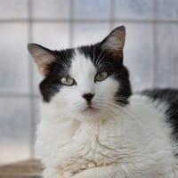 Hermione, chatte à adopter