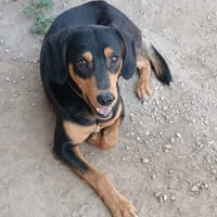 BLACKY, chien à adopter