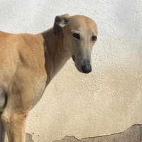 CANUTO, chien à adopter