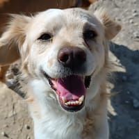 MONTEGO, chien à adopter