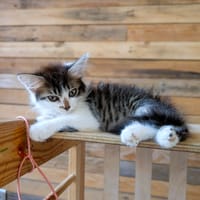 DEM'ONE, chatte à adopter