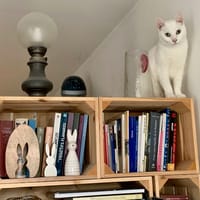 ZENOBIE, chatte à adopter
