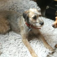 LENIE, chienne à adopter
