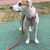 SNOOPY, chienne à adopter