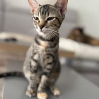 ROSE, chatte à adopter