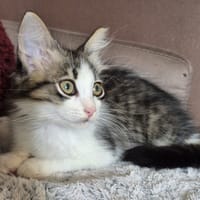 MALO, chat à adopter