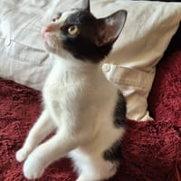 PAULIN, chat à adopter