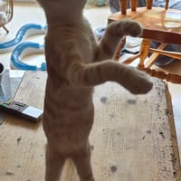 SPAGHETTI, chat à adopter