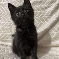 NOCO, chat à adopter