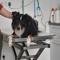 TATCH, chien à adopter