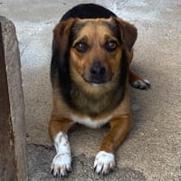 MEMOLE, cane femmina da adottare