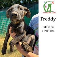 Freddy, cane femmina da adottare