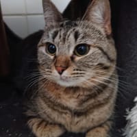 LINA, chatte à adopter