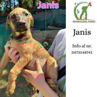 Janis, cane femmina da adottare