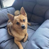 VIKING, chien à adopter