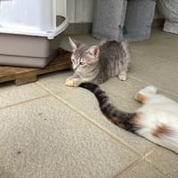 BRUME, chatte à adopter