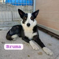 BRUMA (union animal), chienne à adopter