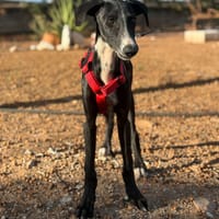 ÉDAM (Lara), chien à adopter
