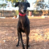 GABI  (Lara), chienne à adopter