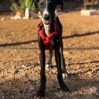 GOUDA (Lara), chienne à adopter