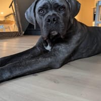 MAX, chien à adopter