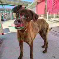 TEETH (union animal), chien à adopter
