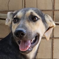 CHINOTTO aspetta una famiglia, cane da adottare