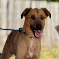 DUKE (Maria), chien à adopter