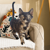 NOISETTE, chatte à adopter