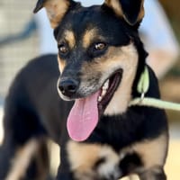 HERBIE (Maria), chien à adopter