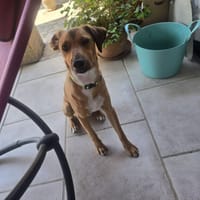 VOX, chien à adopter