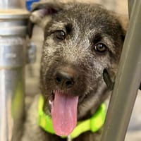 AMELIA (Maria), chienne à adopter