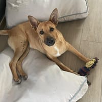 ANOUSH, chienne à adopter