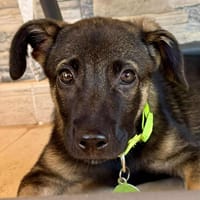 BEATRICE (Maria), chienne à adopter