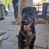 KOOKY, chien à adopter