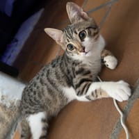 LITCHI, chatte à adopter