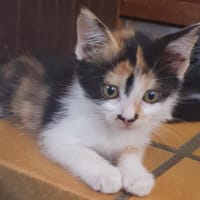 ARTHEMIS, chatte à adopter