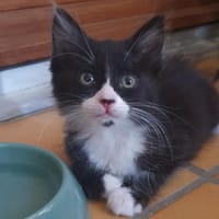 ARAMIS, chat à adopter