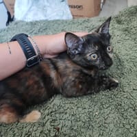 PRALINE, chatte à adopter