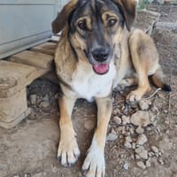 Cassy, chienne à adopter