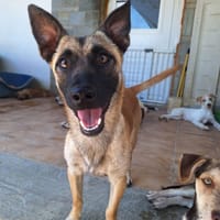 Jules, chien à adopter