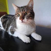 Léo, chat à adopter