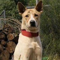 Sunny, chien à adopter