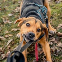 Volt, pies do adopcji
