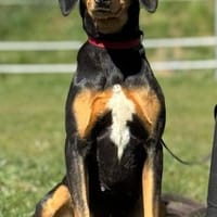 Samira 1,5 Jahre Bracken Mix, Hündin zur Adoption