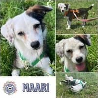 MAARI # Hundemädchen zum Verlieben, Hündin zur Adoption