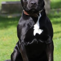 Ivan, Hund zur Adoption