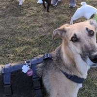 Rusty - sucht neues Zuhause, Hund zur Adoption