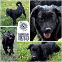 NEVIS * ein Herz aus Gold, Hund zur Adoption
